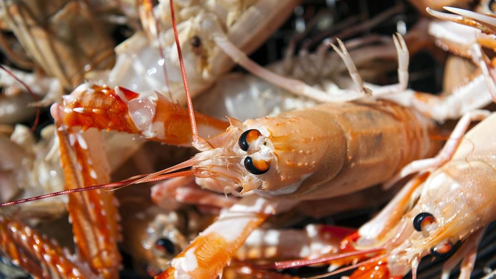 Listen: ‘An army of clones’: This invasive crayfish can self-clone for almost unlimited copies