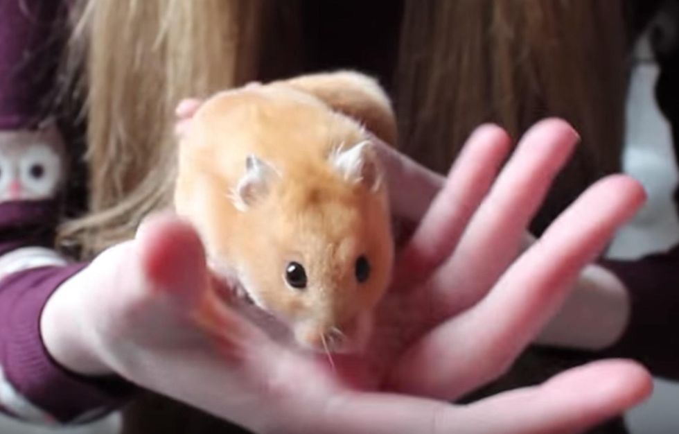 Woman says this airline forced her to flush her hamster Pebbles down a toilet
