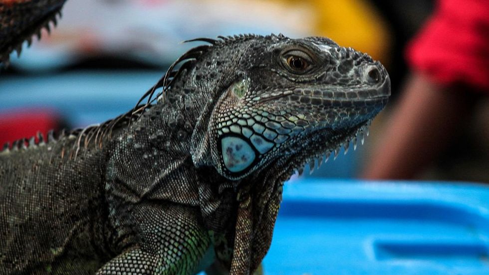 Paranoid military officials in Iran claim lizards are spying on their nuclear program