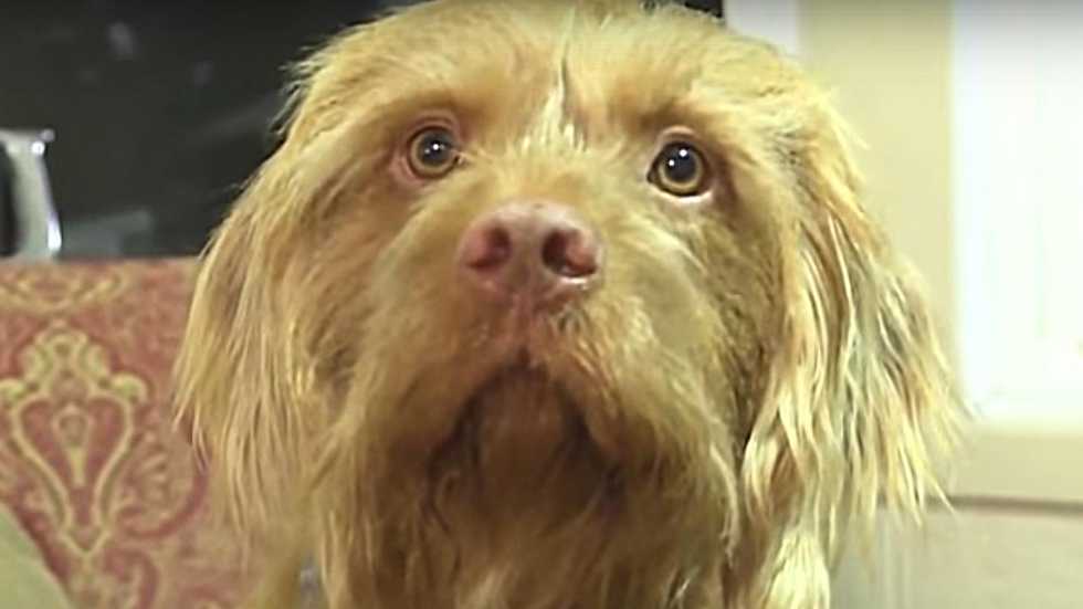 Kansas lawmakers move to bar minors, dogs, cats, and inmates from running for governor