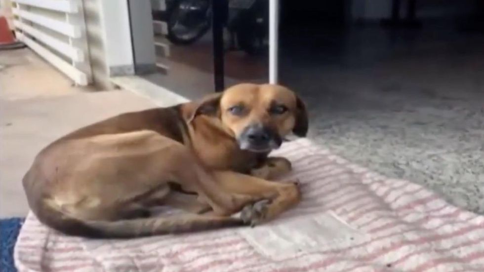 Loyal dog refuses to leave hospital where owner died last year