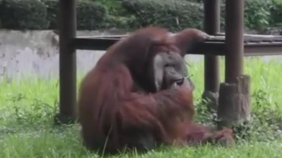 Outraged animal rights activists call for zoo closure after video of 'smoking orangutan' surfaces