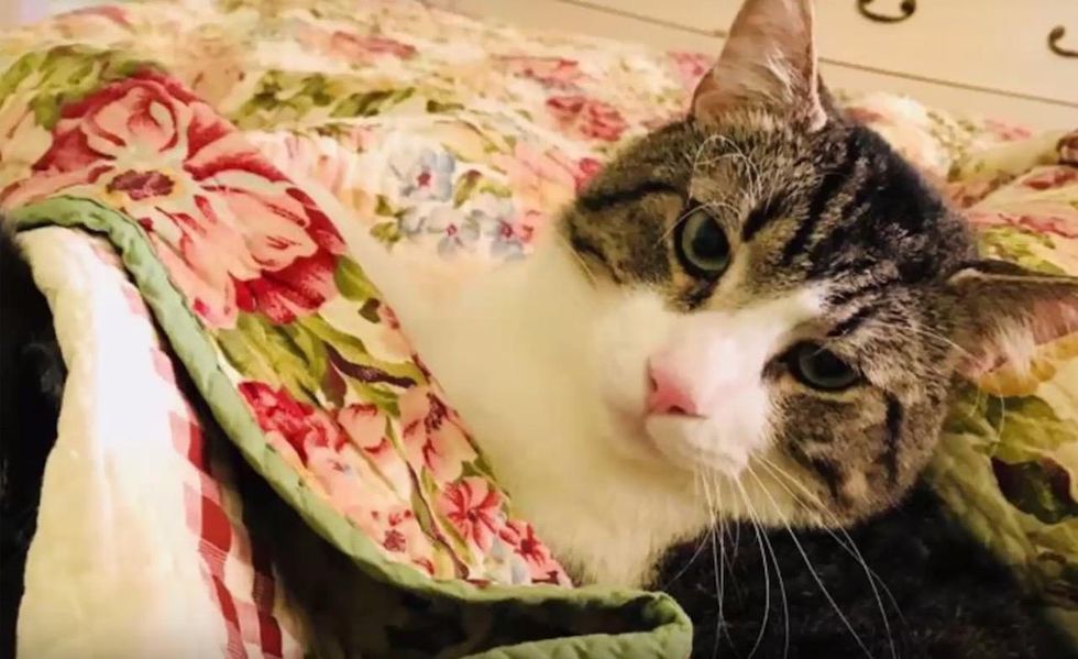 Part-time professor spends $19,000 to get kidney transplant for 'best friend' — her 17-year-old cat