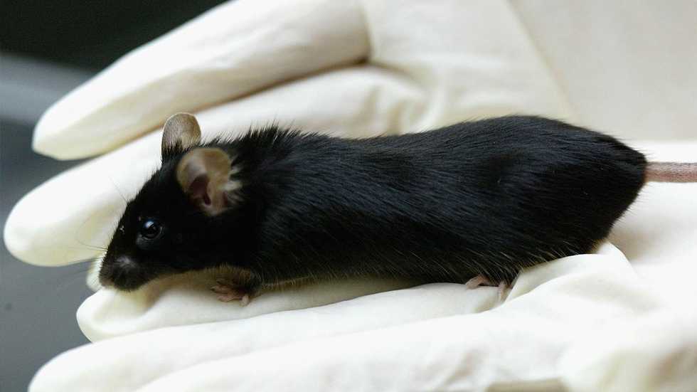 Scientists claim they've discovered technology that could read the memories of recently deceased