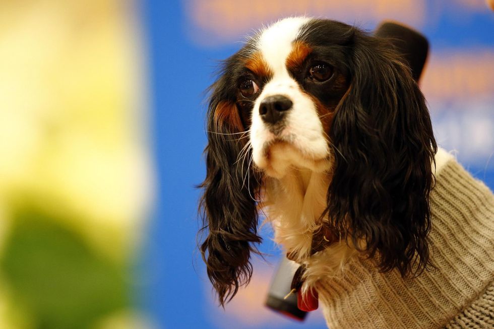 Fort Worth considering the mandatory microchipping of pets
