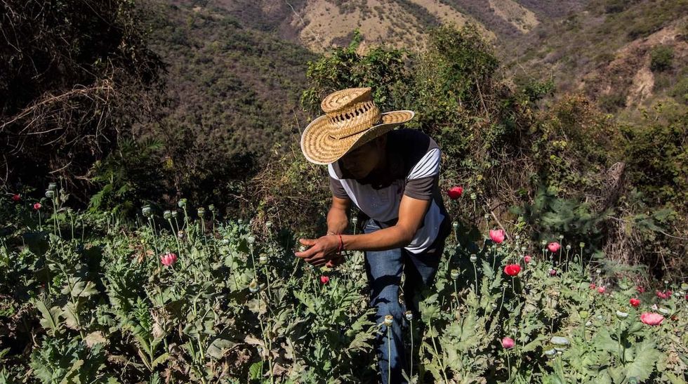 US officials supplying technology to help Mexico's fight against heroin production