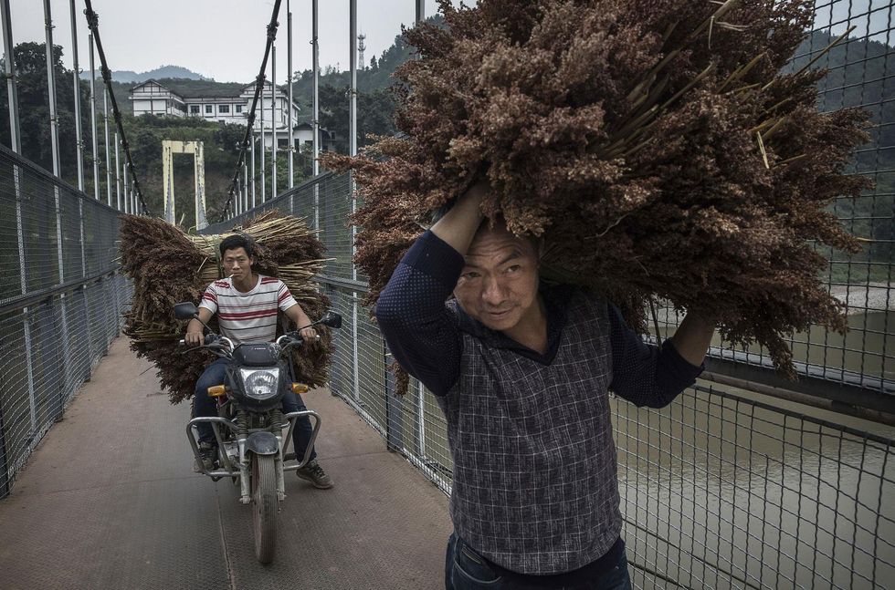 Chinese retaliatory tariffs hitting the US sorghum industry hard