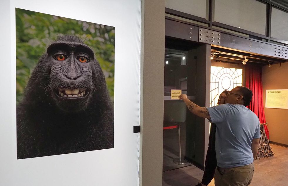 Appeals court rules photographer, not monkey, owns famous 'monkey selfie