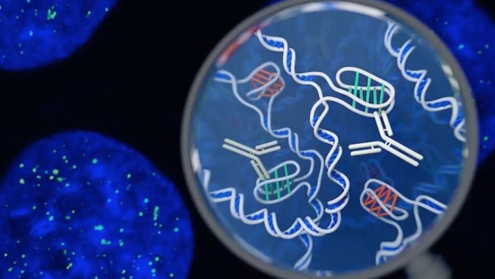 Scientists uncover new form of DNA structure inside living human cells