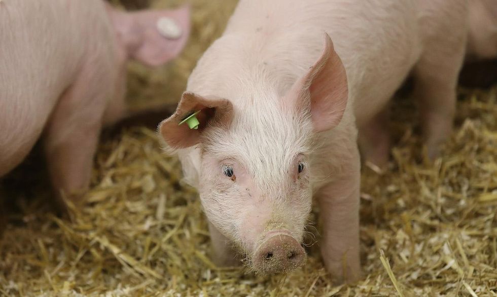 American researchers discover technique to keep pig brains alive without a body