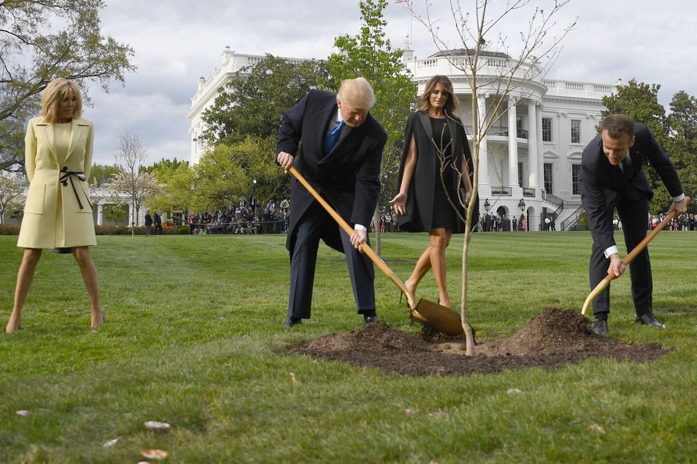 Here's the real reason the tree that Trump and Macron planted together disappeared