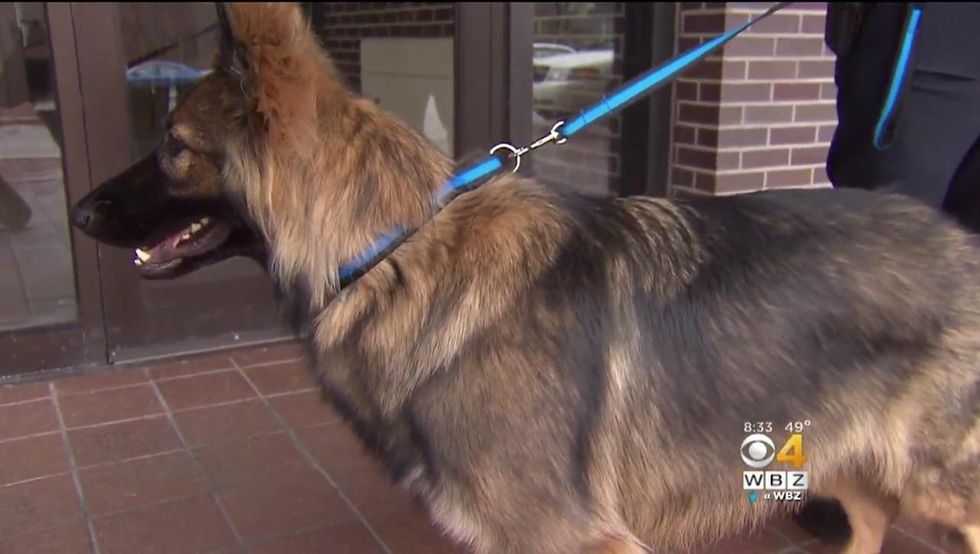 Massachusetts woman sews 'thin blue line' dog collars to support slain officer's family