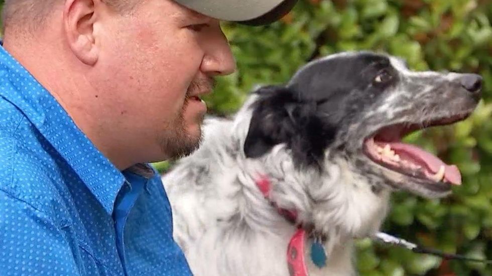 Persistent firefighters save family's dog impaled on piece of metal