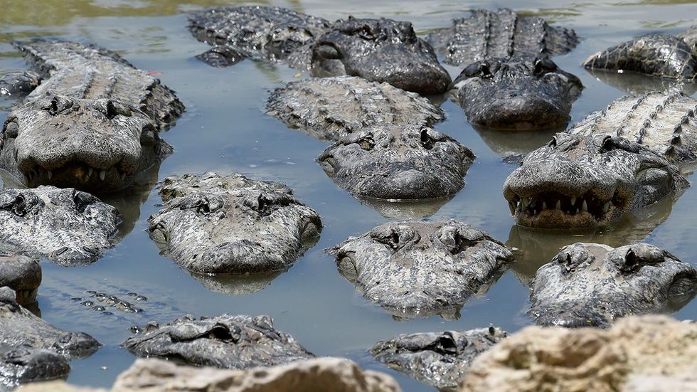 Wave of massive and aggressive alligators is spreading across the South
