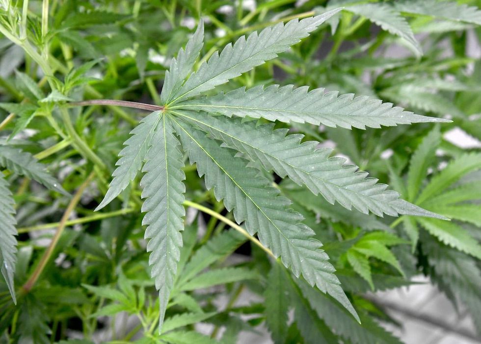 More states legalizing marijuana. What are the health risks related to smoking pot?