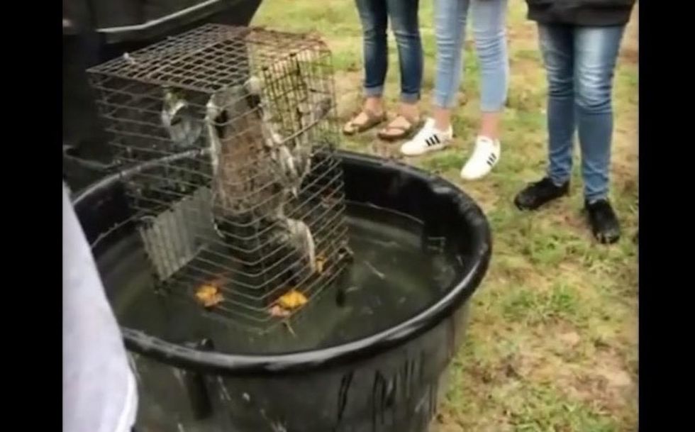 HS agricultural teacher accused of drowning raccoons in trash bin while students watched, assisted
