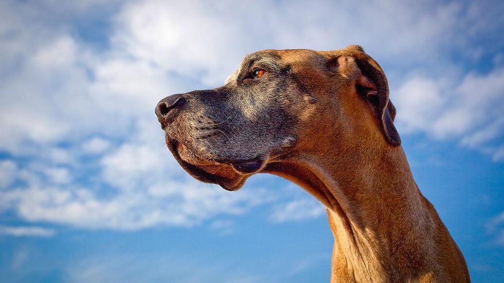 Frontier Airlines passenger punches deaf, pregnant woman and her service dog aboard plane