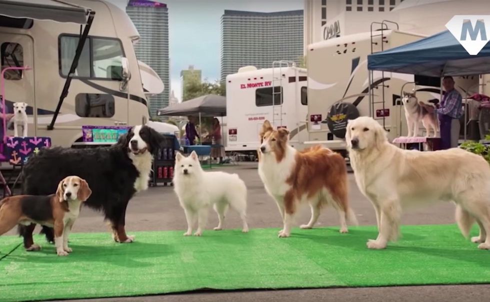 After outcry that 'Show Dogs' scenes endorse 'unwanted sexual touching,' movie is getting recut