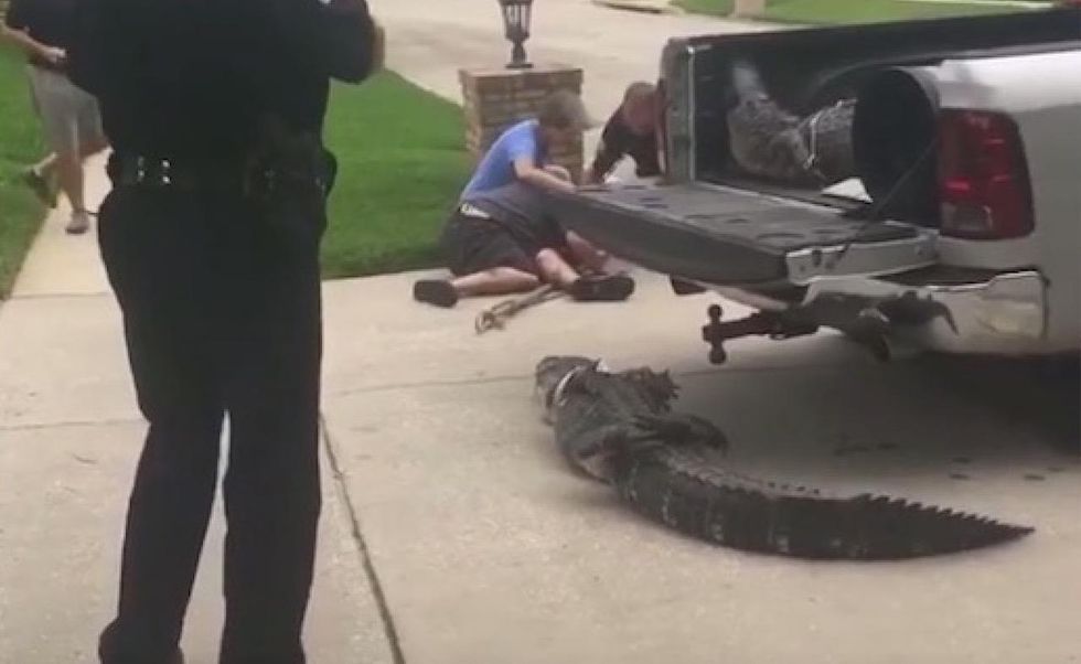 VIDEO: Alligator knocks out wildlife official with lightning-fast head-butt
