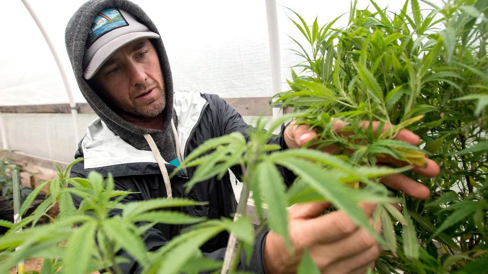 Marijuana addiction is on the rise and young people face the greatest risk