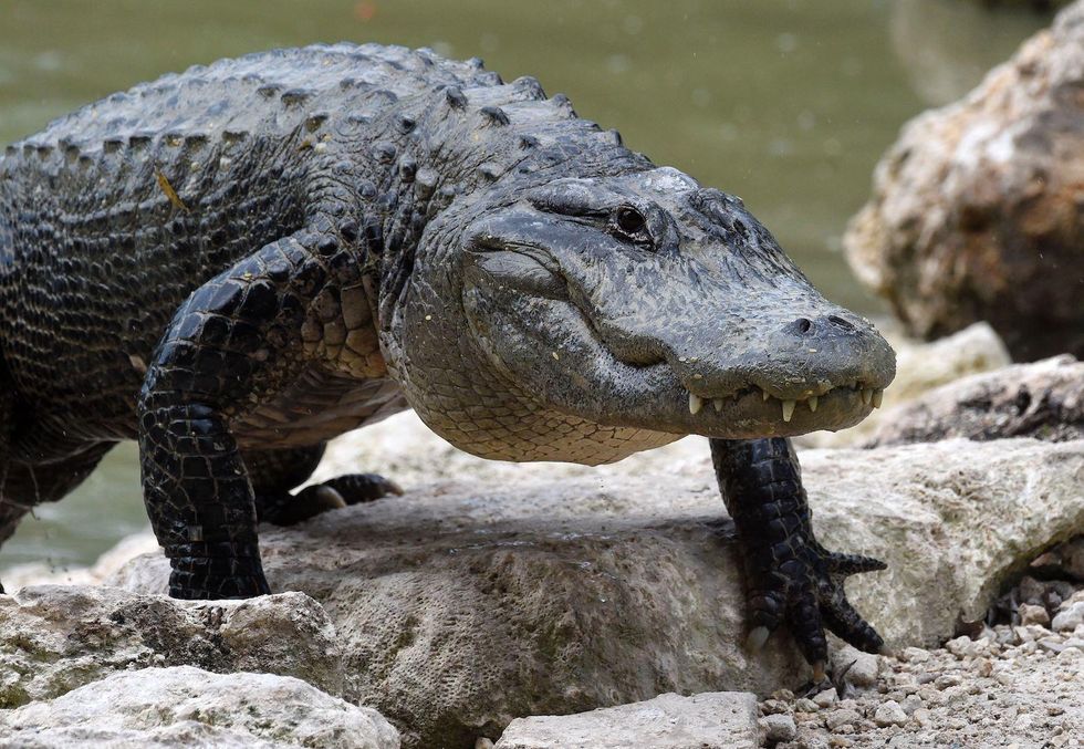 Sheriff's deputy with an AR-15 rescues girl trapped in tree by 9-foot alligator