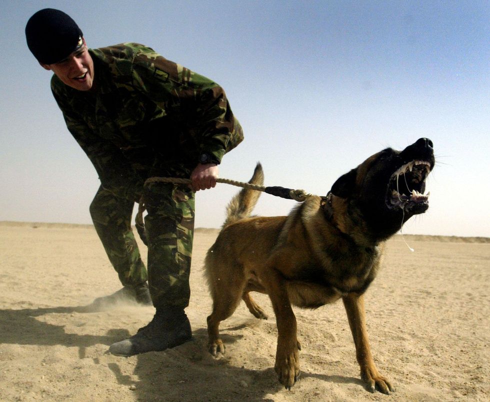 Hero special forces dog rips throat from jihadi during ambush attack on British soldiers