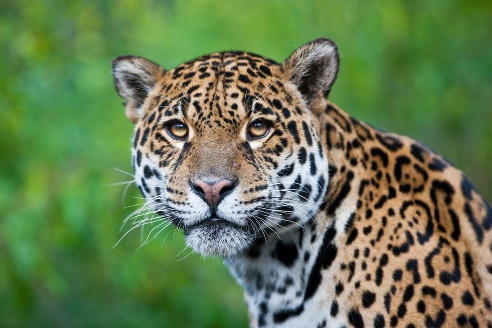 Jaguar wreaks havoc at New Orleans zoo after escaping habitat, kills numerous other zoo animals