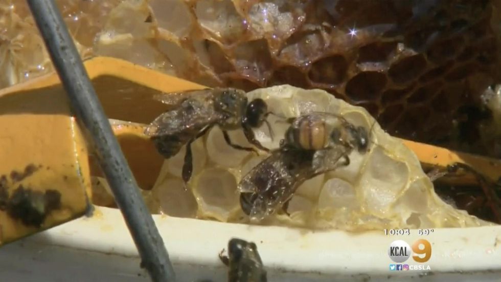 Woman fights for life after being stung head to toe by hundreds of deadly Africanized bees