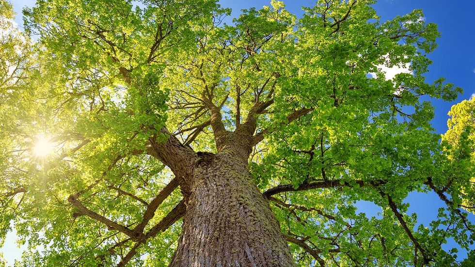 Calif. homeowner pays thousands to remedy damage to sewer line caused by tree on city-owned land