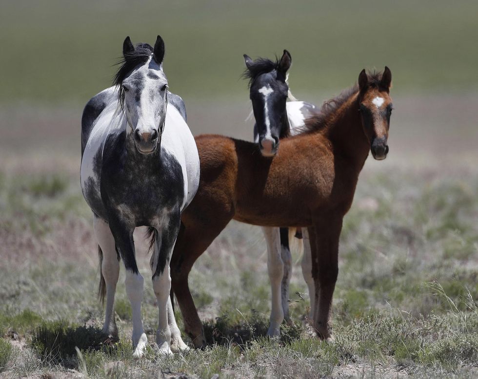 As wild horses die from drought in Western US, volunteers step in to help