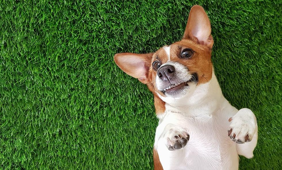 CBD oil's popularity is becoming a trend for pet owners who use it on their four-legged friends