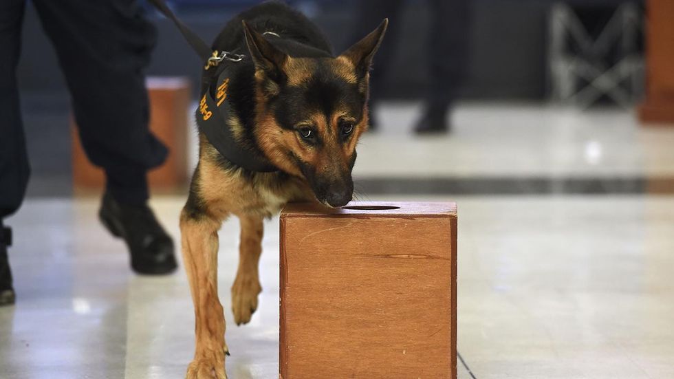 Colombian drug cartel issues hit on drug-sniffing German shepherd that uncovered tons of cocaine