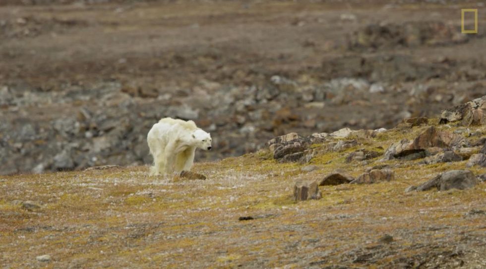 Photographer behind viral images of starving polar bear questions climate change narrative it promoted