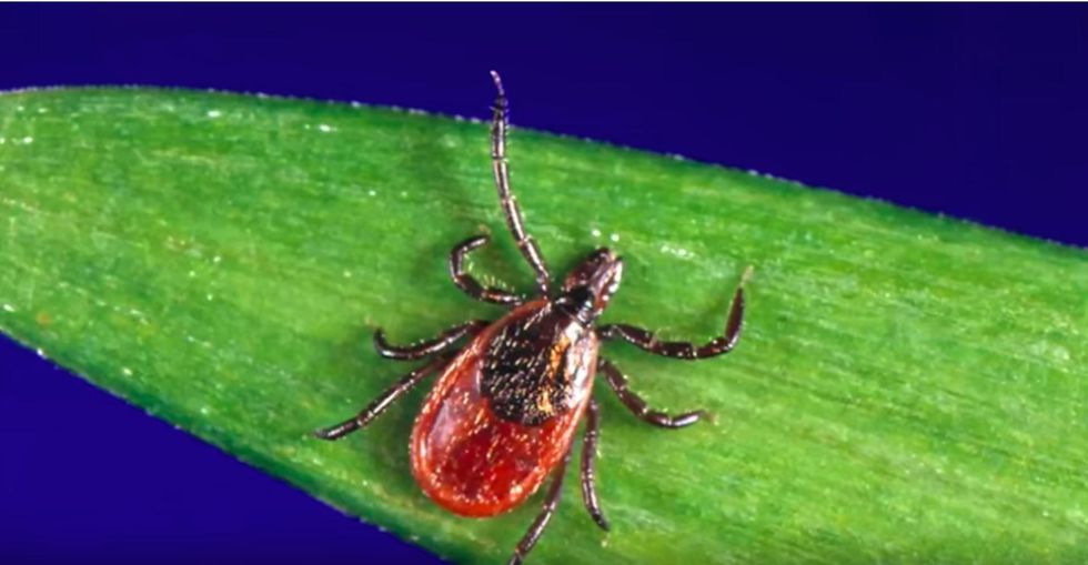 A terrifying invasive tick species is sweeping the US Eastern Seaboard