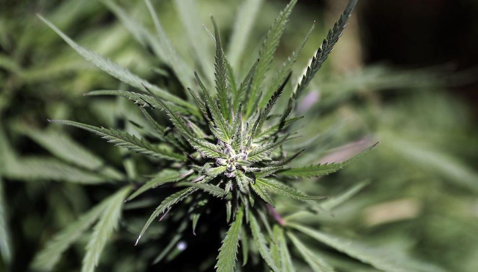 Report: Massive numbers of children forced into slavery at illegal UK cannabis farms