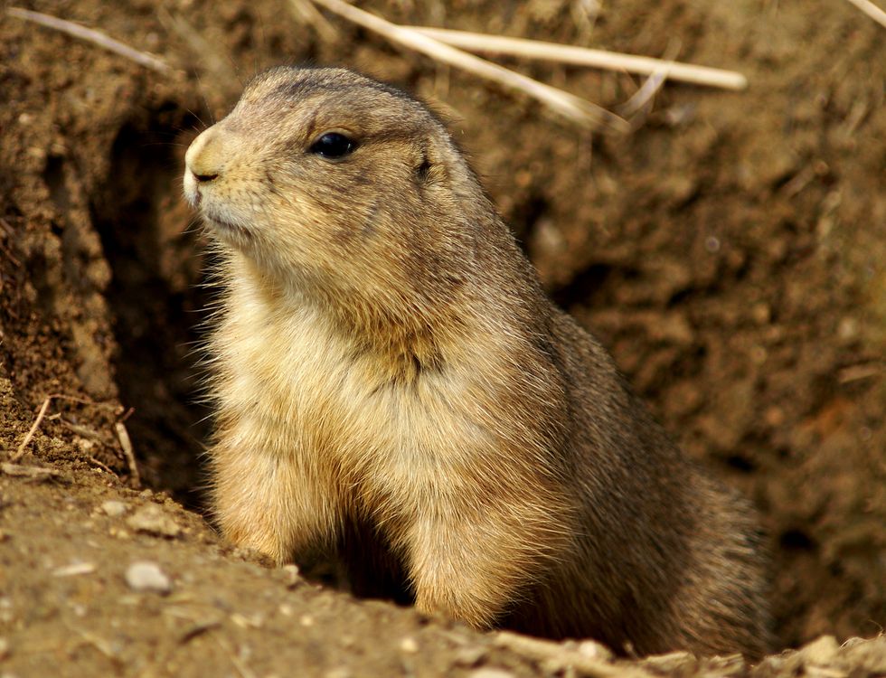 Utah Residents Take on Rodents - In Their Front Yards and in Washington
