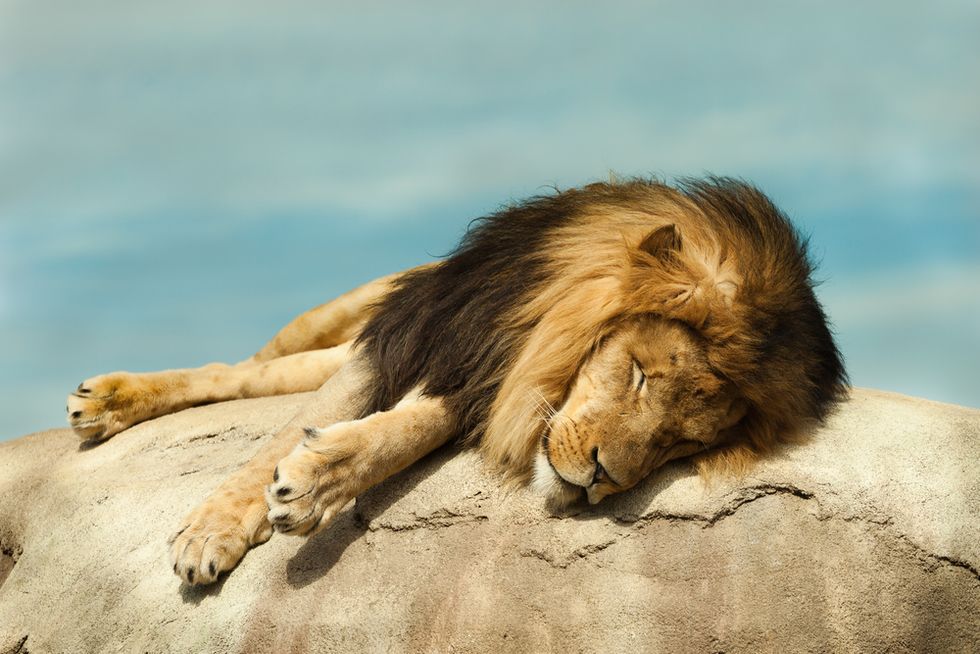 Sometimes It's Just Easier To Care About Dead Lions Than Dead People