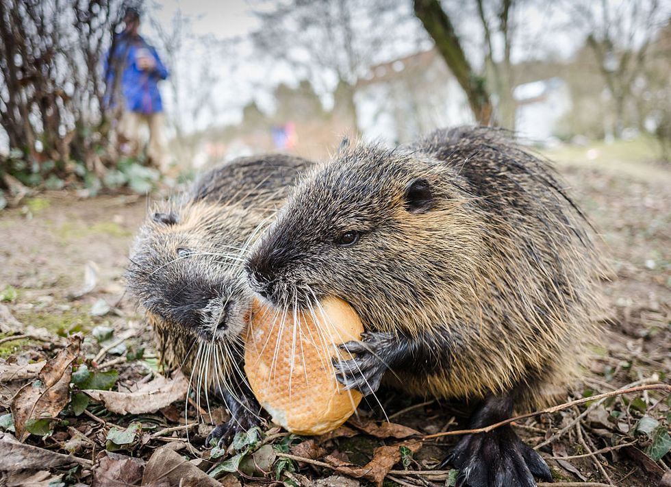 In Considering JASTA, Congress Should Heed the Nutria's Impact