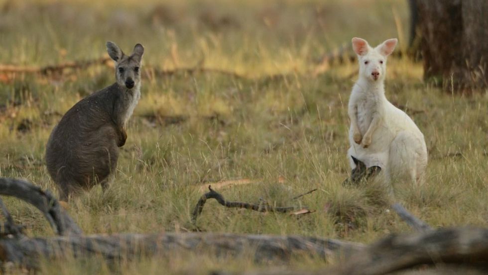 Nebraska school district fires head cook for serving kangaroo meat to students