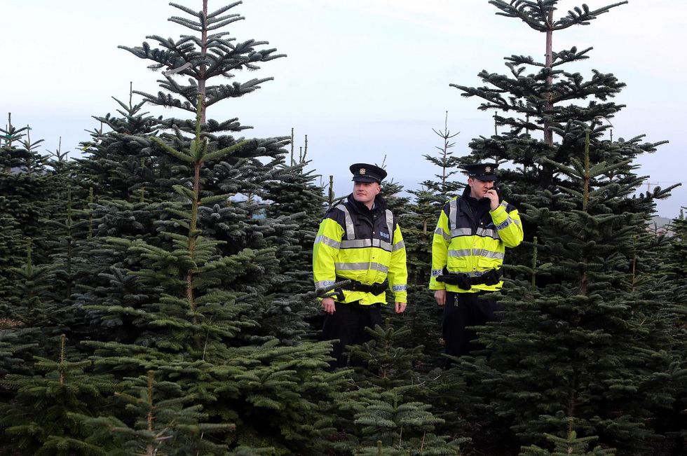 Tree police' threaten Michigan brothers with $450,000 fine for clearing trees on their own property