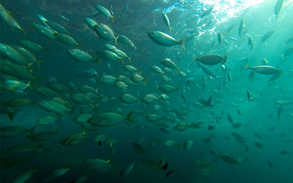 Climate scientist offers stunning response to 'mistakes' in major study on accelerated ocean warming