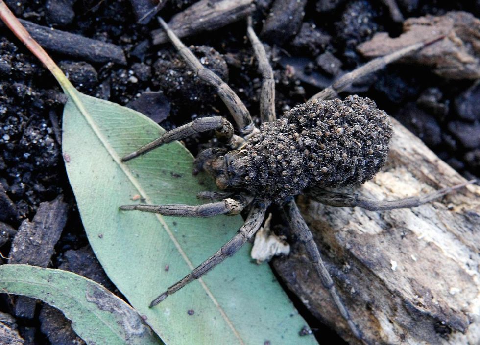 This year, give thanks for spiders