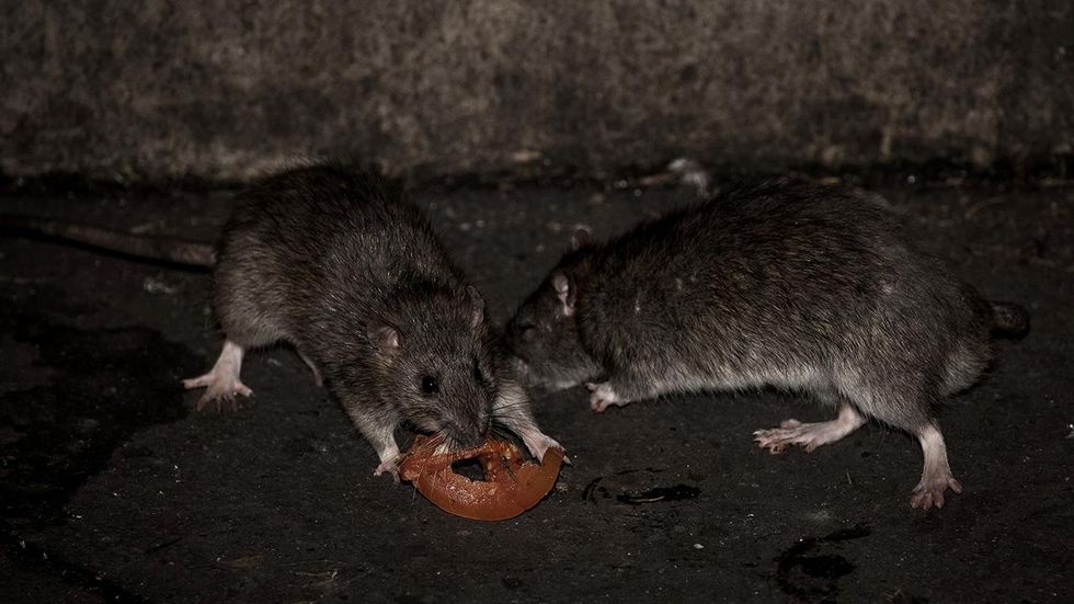 Burger joint closed, two employees fired, after viral video shows workers cooking rat on grill