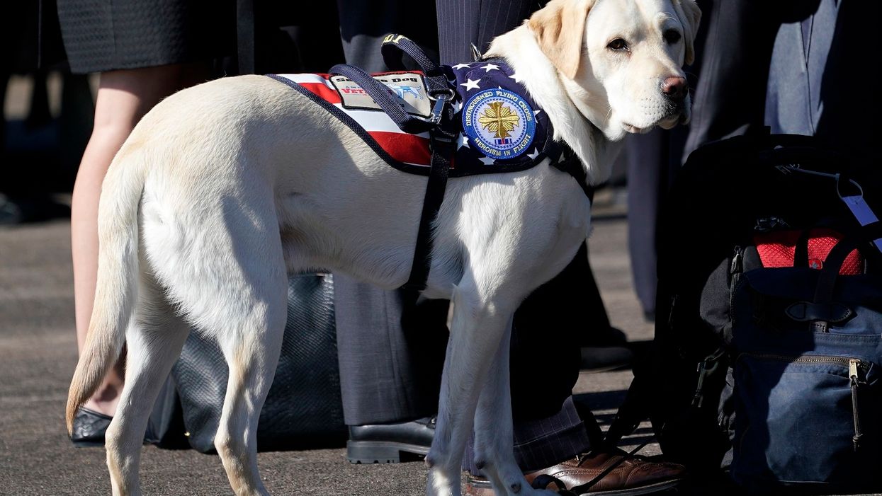 George H.W. Bush's faithful service dog moving to Walter Reed to help wounded veterans