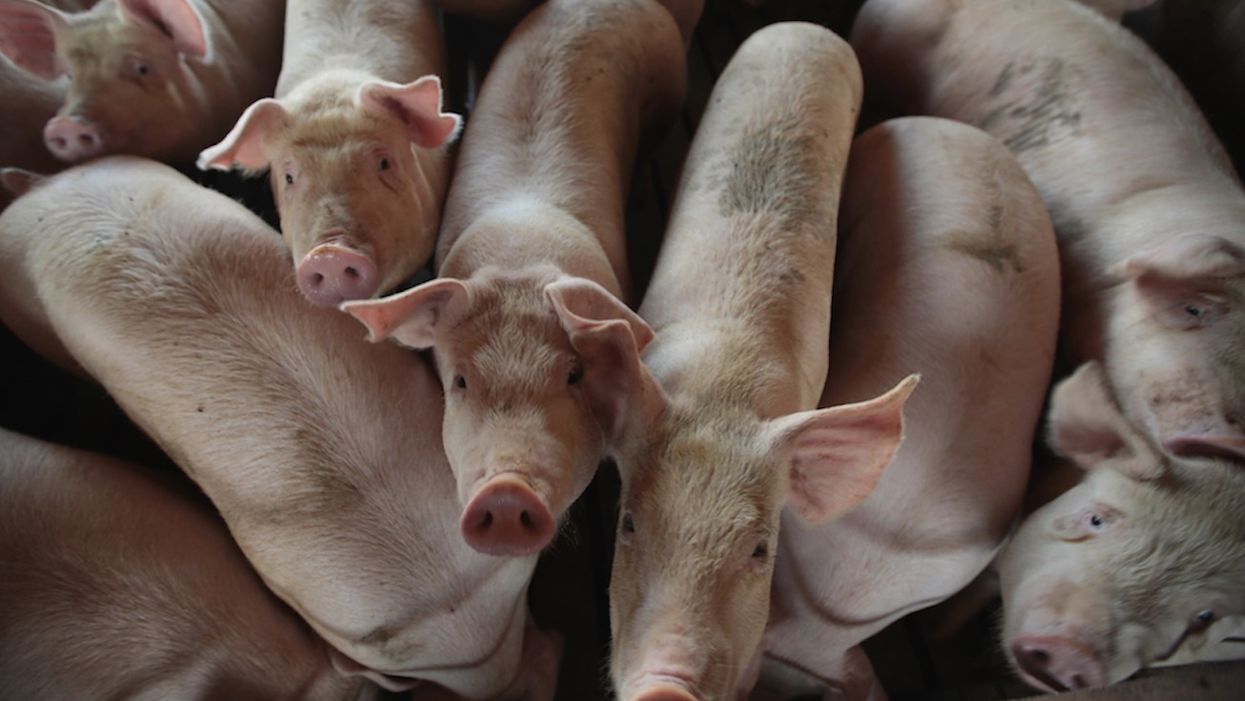 Saying 'bring home the bacon' may become politically incorrect if veganism spreads, researcher warns