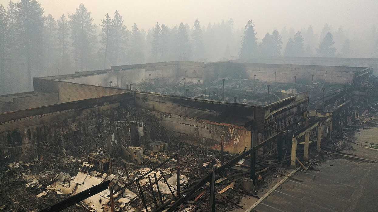 Beauty from ashes: Loyal dog waited for owner to return after miraculously surviving Camp Fire