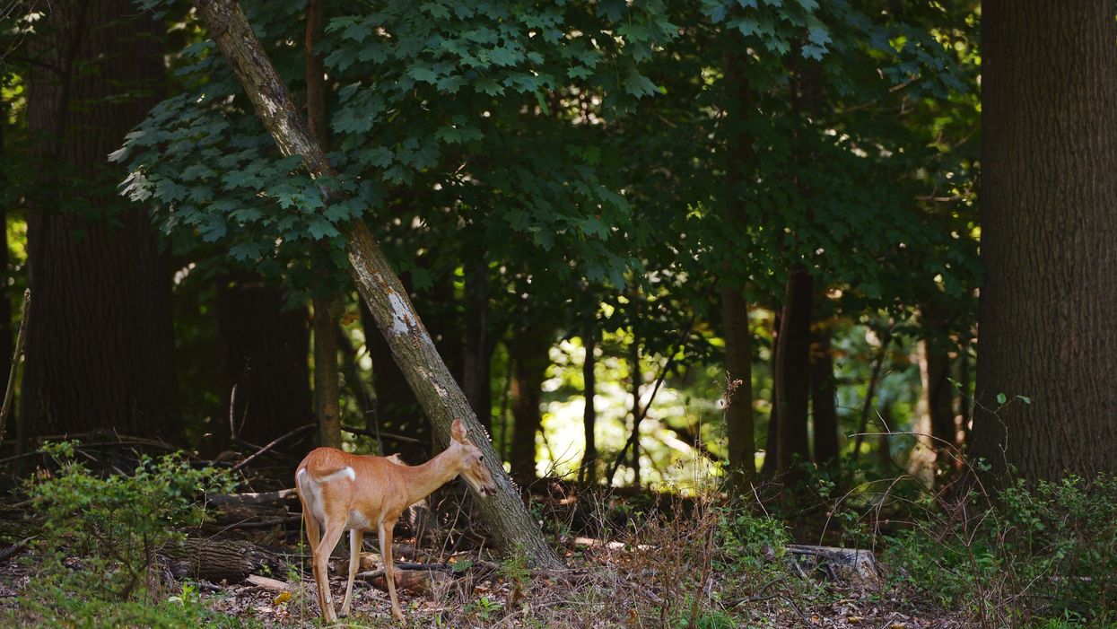 Man convicted of deer poaching is sentenced to a year in prison — but has even more unusual punishment in store
