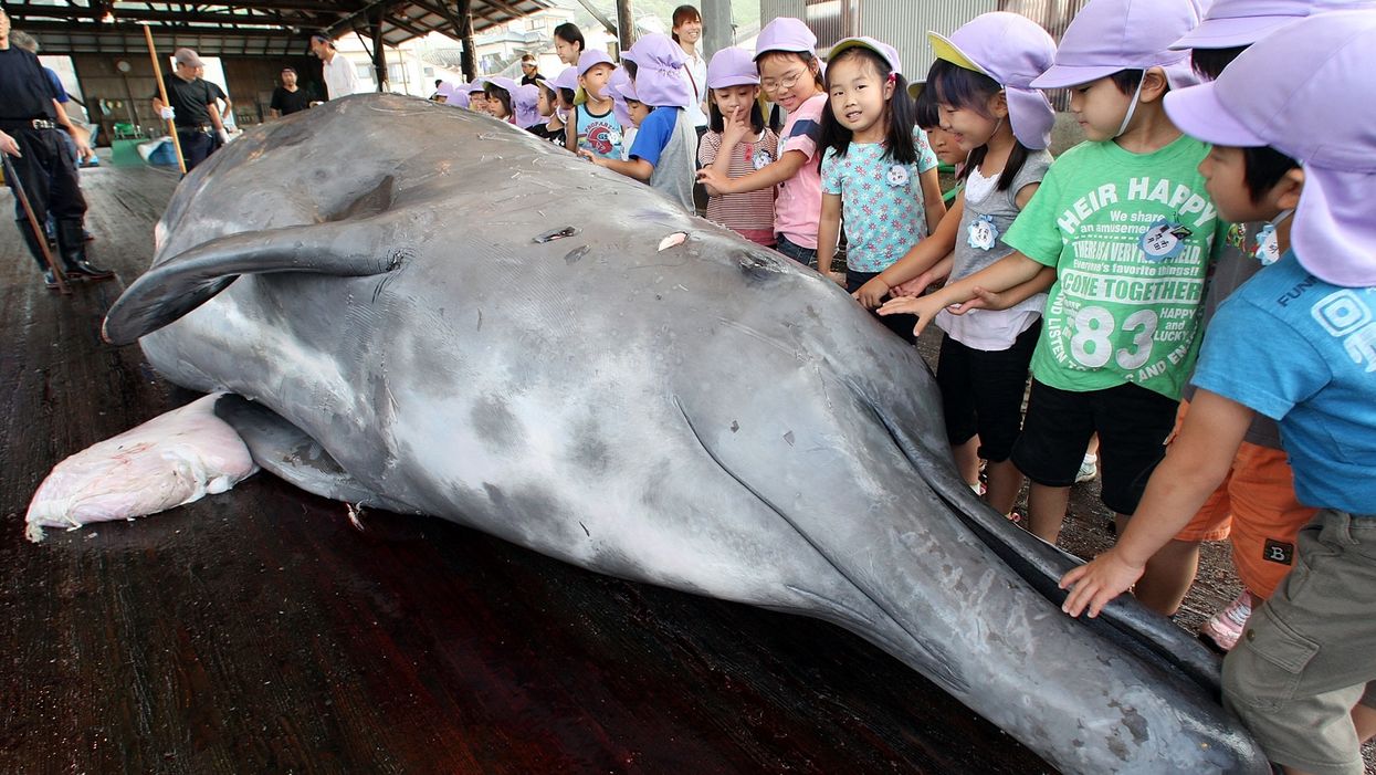 Japan to resume commercial whaling for cultural reasons; environmentalists, other nations freak out