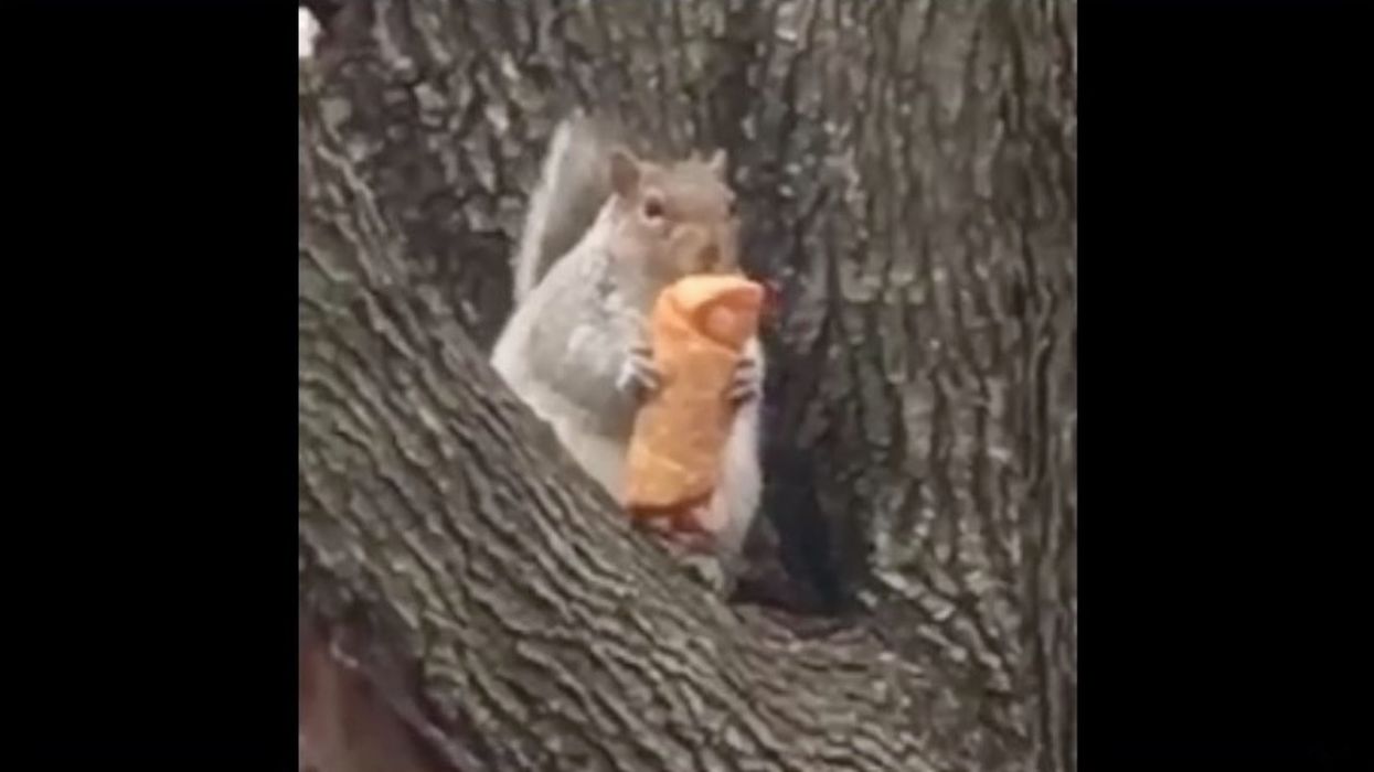 Cannibal squirrel takes the nation by storm