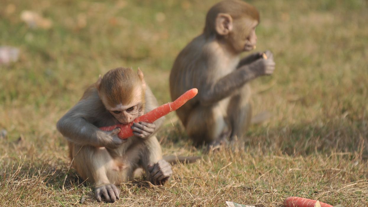 CDC issues warning about 'killer' herpes found in Florida monkey colony